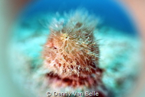 Experimenting on photo techniques. Hairy frogfish through... by Danny Van Belle 